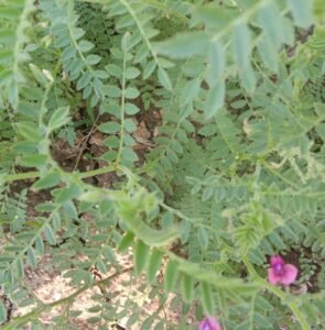 IMG_20250214_145802